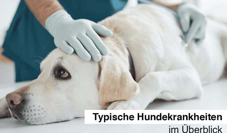 Hundekrankheiten im Überblick ✔ Typische Hundekrankheiten ✔Symptome richtig deuten ✔Schmerzen erkennen ► Alle weiteren Infos findest Du hier!