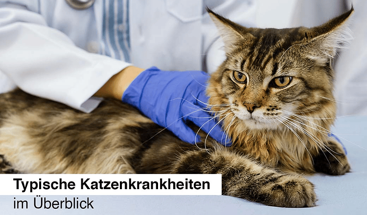 Katzenkrankheiten im Überblick ✔ häufigste Symptome ✔ Katzenkrankheiten bei Menschen ► Alle weiteren Infos findest Du hier!