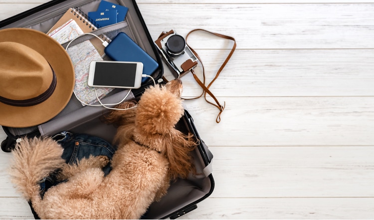 Was dein Hund auf Reisen und am Urlaubsort braucht