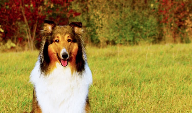 Viele kennen ihn als "Lassie" - der Amerikanische Collie hielt mit seinem Kinoerfolg und seinem langen Fell Einzug in die Herzen der Menschen. Erfahren Sie hier mehr über die Hunderasse.