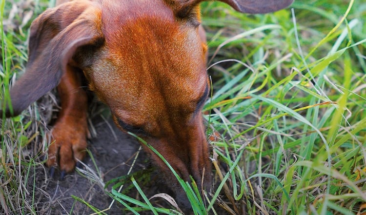 Giftköderwarnungen verunsichern immer mehr Hundebesitzer. Lesen Sie hier