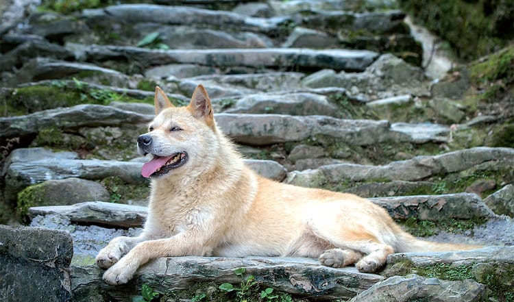 Was hilft bei Arthrose? Wenn die Gelenke schmerzen und jede Bewegung Hund oder Katze belastet