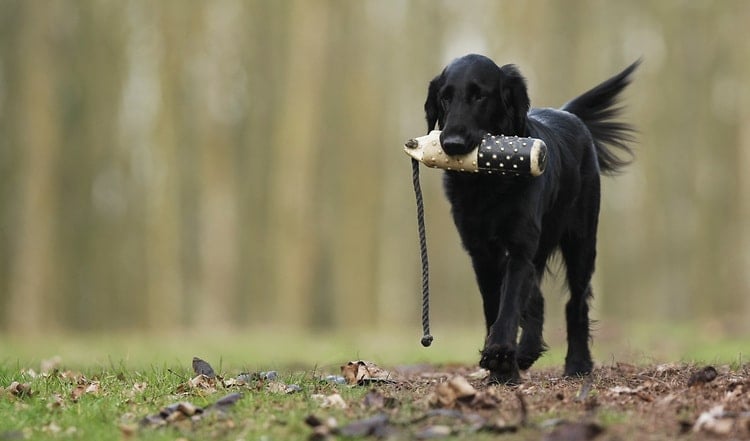 Hunde sind gelehrig und wissbegiereig. Mit Klicker-Training kannst Du deinen Hund mit einem  Vorteil ausbilden. Welcher das ist