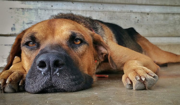 Risiko im Urlaub mit Hund: Leishmaniose. Von Sandmücken übertragen