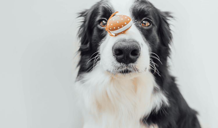 Sind Eier gesund für Hunde? Eier sind großartige Allrounder bei der Fütterung von Hunden und bringen jedes Hundefell zum glänzen > Erfahre mehr über Eier beim barfen