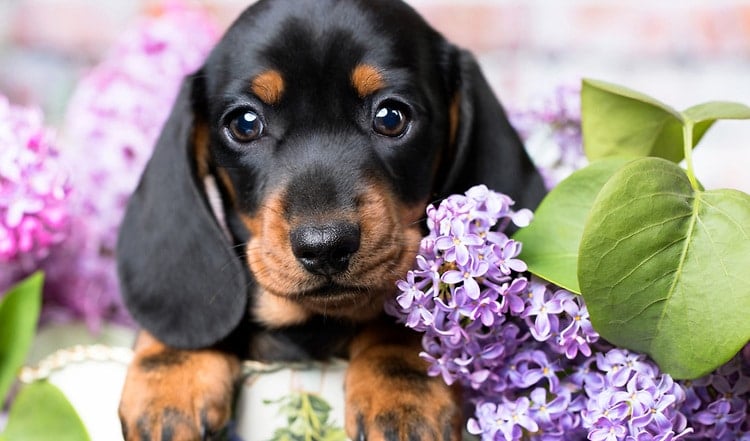 BARF-Expertin Swanie Simon erklärt beruhigende Kräuter und ihre Einsatzgebiete bei Hunden und Katzen. Lesen Sie hier