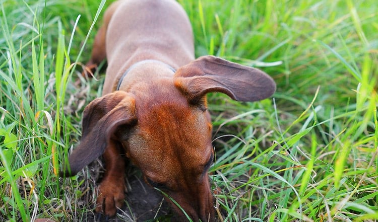 Erdhunde oder Bauhunde sind Jagdhunde