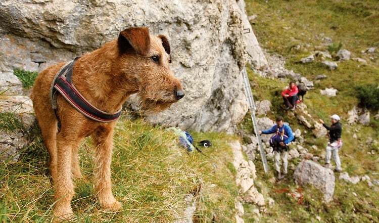 Sie möchten mit Ihren Hund in die Berge? Wir geben Ihnen 10 Tipps