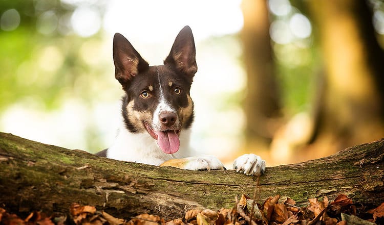 Überdurchschnittliche Intelligenz und unermüdlicher Arbeitseifer machen den Border Collie zum perfekten Hütehund und Begleiter. Mehr über die Workaholics unter den Hunden erfahren Sie hier.