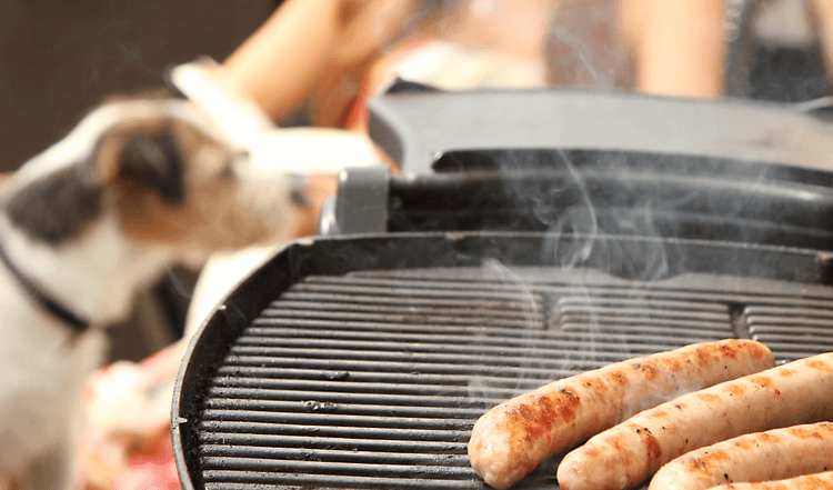 Du möchtest gemeinsam mit deinem Hund grillen? Wir bieten dir die Bratwurst für Hunde. Doch dürfen Hunde Wurst fressen? Was spricht dafür