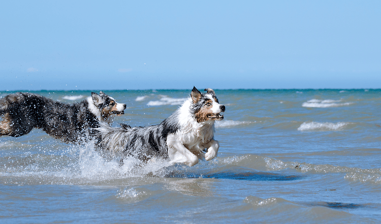 Collagile dog - für den Bewegungsapparat des Hundes: Gerade Junghunde sollten in der Wachstumsphase unterstützt werden