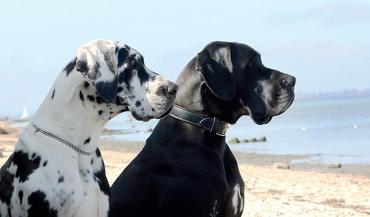 Die Deutsche Dogge wirkt stolz und elegant