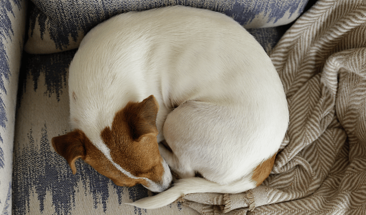 Die Schlafposition des Hundes - Auch Hunde schlafen in unterschiedlichen Haltungen. Erfahre