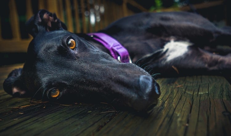 Die Ursachen für Untergewicht bei Hunden könne vielfältig sein. Mögliche Gründe für magere Hunde und wie Sie das Problem lösen