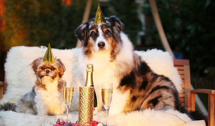 Wenn an und um Silvester wieder Böller knallen und Raketen starten