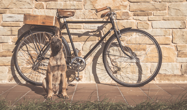 Du willst mit der Familie oder einfach zur Ausdauer mit Deinem Hund Fahrrad fahren? Dann ist dieser Beitrag perfekt. Wir haben dir 10 goldene Regeln für eine entspannte Fahrradtour mit Hund zusammengefasst.