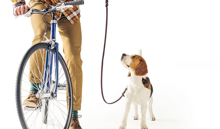 Fahrrad fahren mit Hund macht Spaß! Erfordert aber etwas Training. Mit diesen Tipps wird Ihr Hund zum perfekten Fahrradbegleiter...