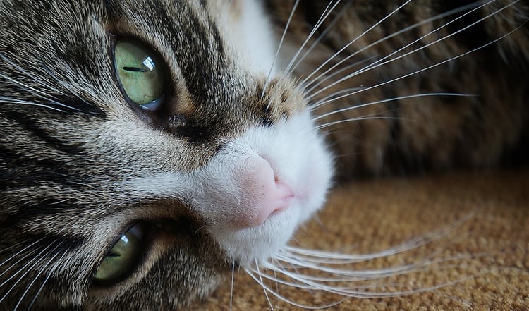 Die feine Nase der Katze gewöhnt sich schnell an intensiv duftendes aromatisiertes Trockenfutter