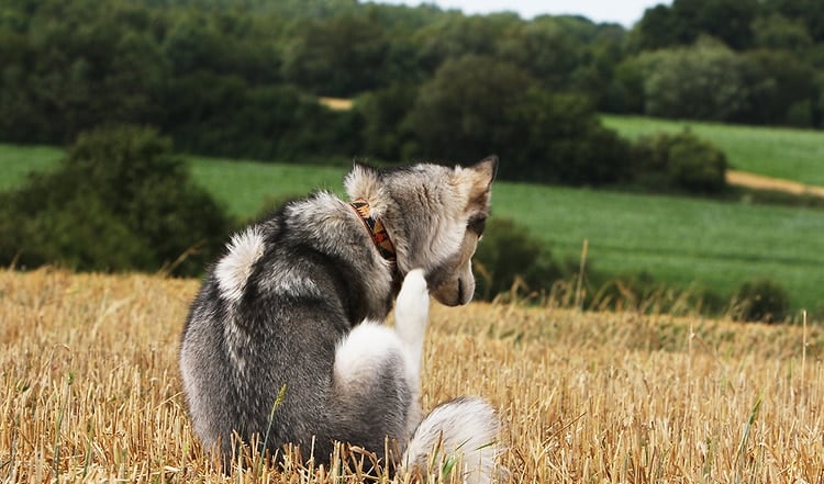 Flöhe sind eine häufige Plage. Wie Sie den Flohbefall beim Hund zügig erkennen und welche Gegenmaßnahmen wichtig sind