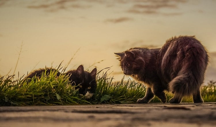 Können Katzen bei Haltung in der Wohnung glücklich sein? Oder benötigen sie Freigang? Ob Freigänger oder Stubentiger glücklicher sind