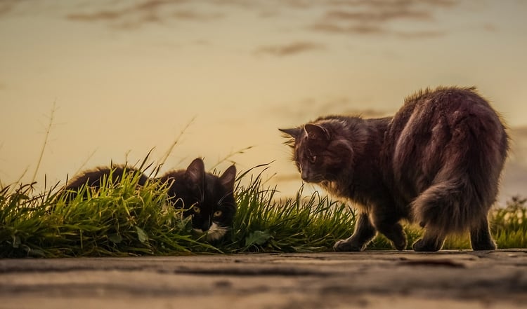 Was treibt eine Freilaufkatze auf ihren Streifzügen? Wir verraten