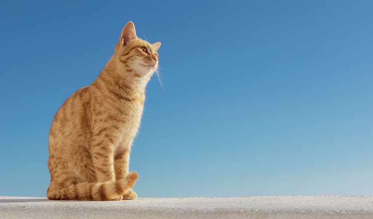 Katzen in der Sonne sind ein Phänomen für sich. Die einen suhlen sich regelrecht in der Sonne