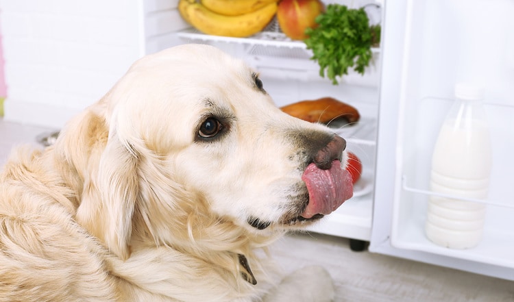 Was für uns gut ist muss nicht für den Hund geeignet sein. Welche unserer Nahrungsmittel für Hunde sogar giftig sind