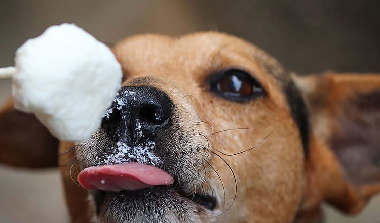 Warum postweihnachtliche Diät für viele Hunde und Katzen ratsam ist und wie Ihre Fellnase gesund abnimmt