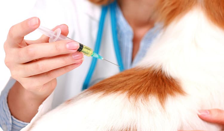 Insbesondere bei Hundewelpen und jungen Katzen ist ein rechtzeitiger Impfschutz wichtig. Welche Impfungen für gesunde Hunde und Katzen sinnvoll sind