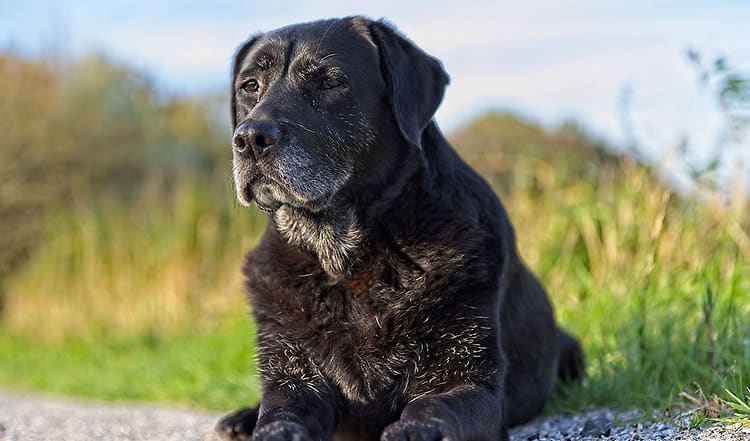 Alternde Hunde müssen nicht krank werden. Mit der richtigen Ernährung bleibt Ihr Hund auch als Senior gesund und fit. Lesen Sie hier