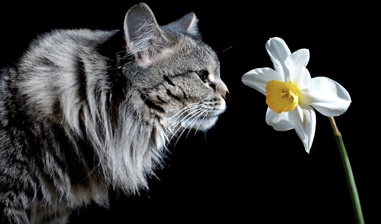 Wenn deine Katze niest