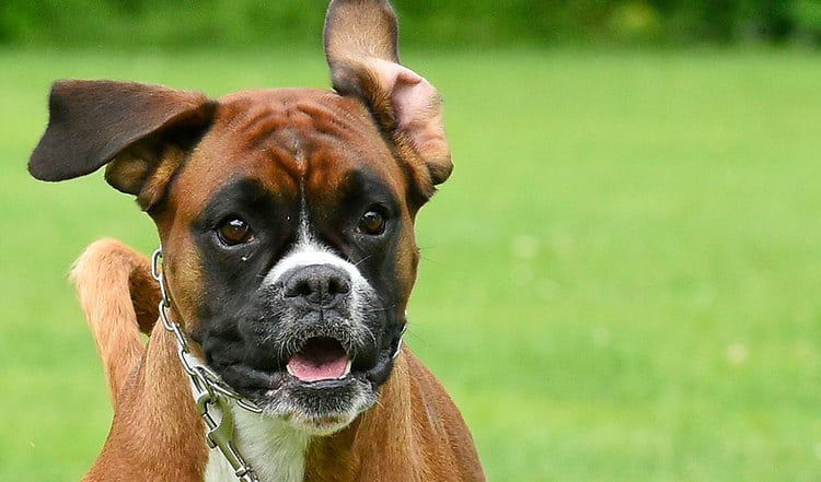 Deutscher Boxer: Ring frei für den vierbeinigen Profi in unterschiedlichen Disziplinen: Der Boxer ist fröhlich im Spiel