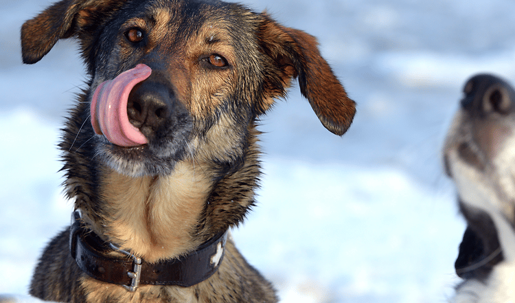 Unser BARF Winter Rezept begeistert Deinen Hund mit saftigen Rindergulasch