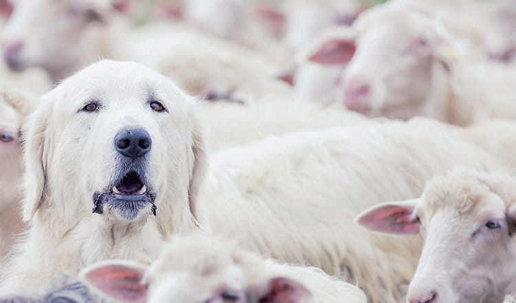 Mutige Herdenschutzhunde und Hütehunde werden für Schäfer und Schafe zur Wehr gegen Wölfe in Deutschland immer wichtiger. Erfahren Sie mehr über die Helden der Herde!
