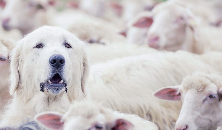 Mutige Herdenschutzhunde und Hütehunde werden für Schäfer und Schafe zur Wehr gegen Wölfe in Deutschland immer wichtiger. Erfahren Sie mehr über die Helden der Herde!