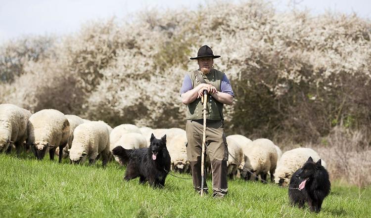 Der Hirtenhund als Gebrauchshund beim Hüten von Viehherden. In der heutigen Zeit ist der Schutz vor den vielerorts ausgestorbenen Raubtieren nicht mehr die zentrale Aufgabe eines Hirtenhundes.