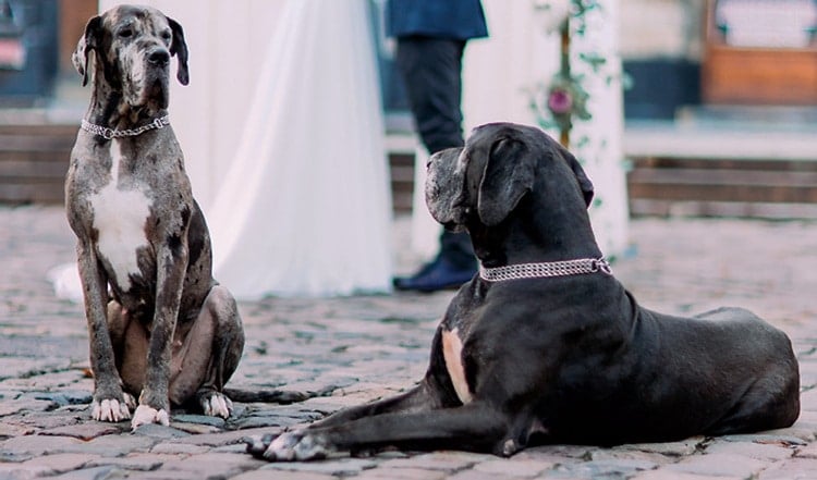 Von tierischen Brautjungfern und Ringträgern