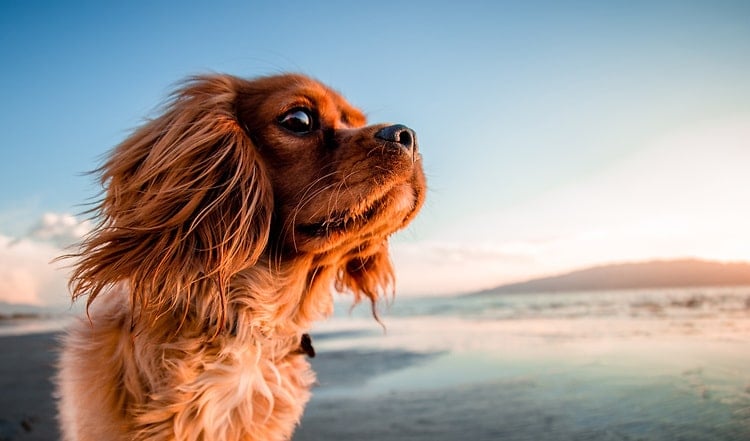 Mit Hund in den Urlaub - das fordert einige Organisation. Was Sie beachten sollten