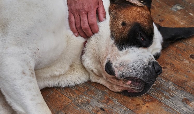 Notfallsituationen entstehen meist plötzlich. Wie Sie im Notfall erste Hilfe für ihren Hund leisten und richtig reagiren