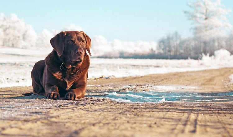 Kurze Tage und eisige Kälte setzen Hund und Halter beim Winterspaziergang zu. Wie Sie den Winterblues bekämpfen und Ihren Hund vor der Kälte schützen
