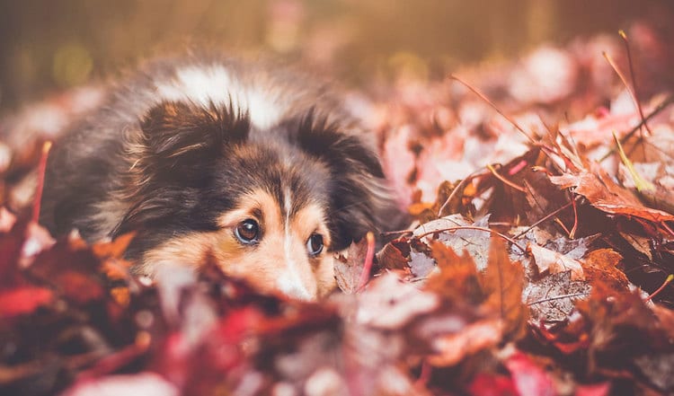 Wie die Abwehrkräfte Ihres Hundes funktionieren und wie Sie das Immunsystem in der kalten Jahreszeit unterstützen können