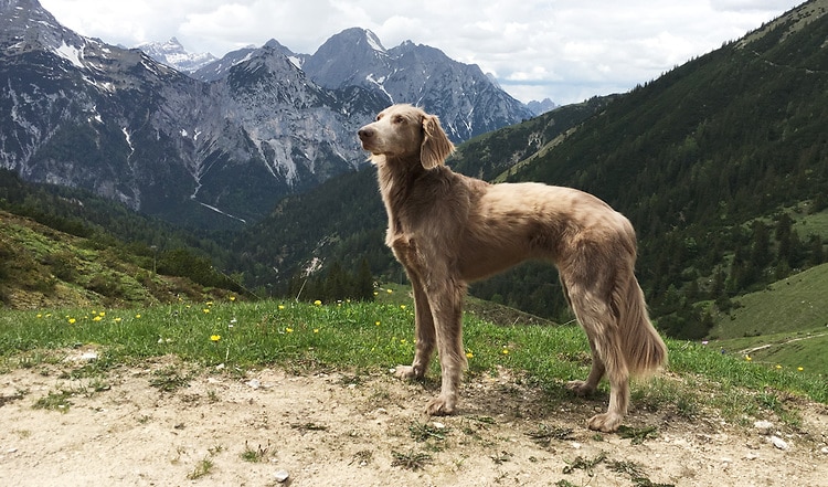 Warum in die Ferne schweifen? Für Hunde sind Reiseziele in Deutschland stressfrei und sportlich zugleich! Wir nennen ihnen interessante Tipps mit Hund.