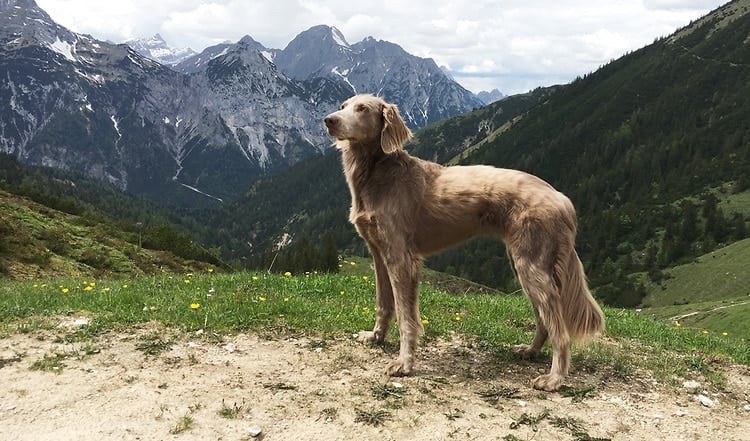 Warum in die Ferne schweifen? Für Hunde sind Reiseziele in Deutschland stressfrei und sportlich zugleich! Wir nennen ihnen interessante Tipps mit Hund.