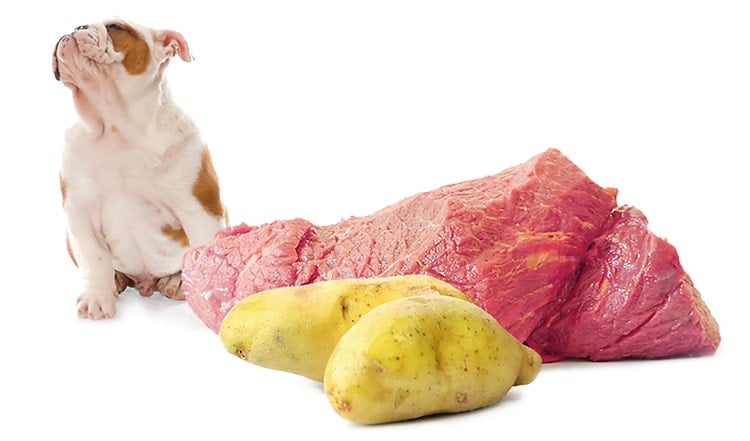 Hunde und Katzen leiden oft unter einer Futtermittelunverträglichkeit. Wir sagen dir