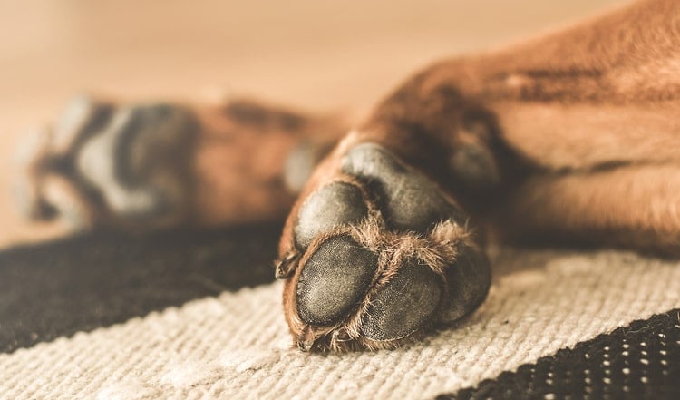 Auch im Winter tragen Hunde keine Schuhe oder Socken. Die Kälte