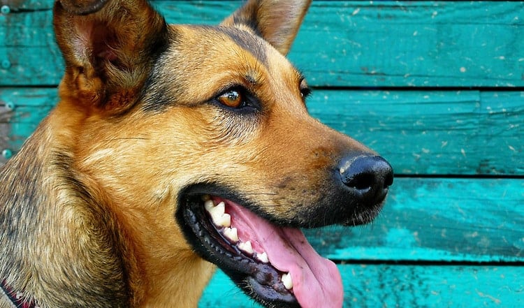 Zahnpflege ist nicht nur bei Menschen wichtig. Auch der Hund hat mit Zahnstein