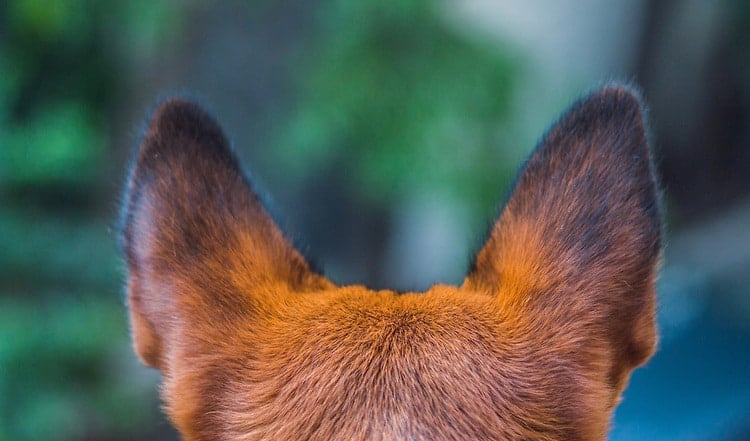 Die Ohren des Hundes sind empfindlich. Wie das Gehör funktioniert und welche Beschwerden am Ohr auftreten können