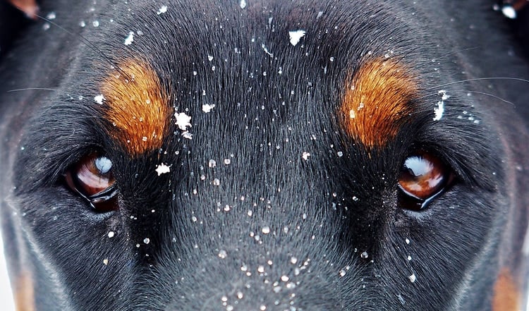 Schlechte Sicht im Dunkeln ist ein Sicherheitsrisiko für Hunde. Was sehen Hunde und wie können wir den Hund sichtbar machen? Ließ es hier.