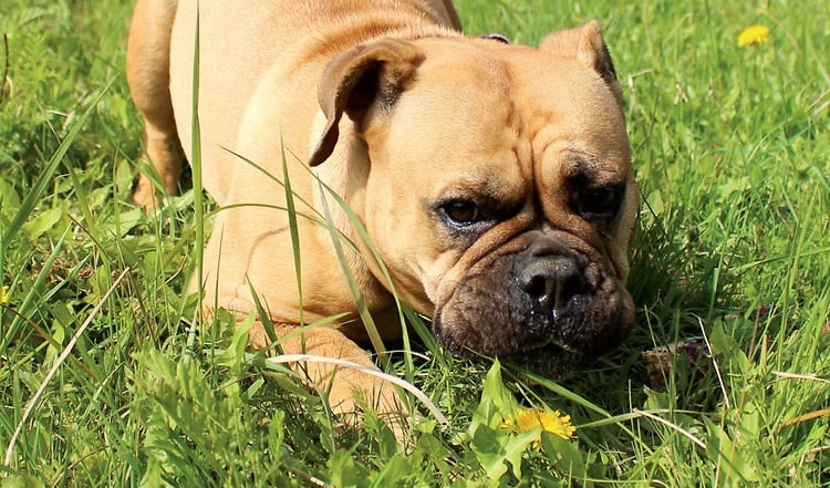 Der Continental Bulldog ist ein sportlich charmanter Hund mit einem ausgeprägten Dickkopf. Erfahre mehr über die Herkunft und den Charakter!