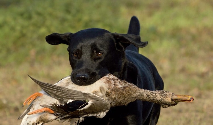 Ihre Ruhe und Gelassenheit zeichnet Labrador Retriever aus. Als fleißige Apportierhunde  sind sie auch als Jagdhunde gut geeignet. Erfahren Sie mehr über die Hunderasse!